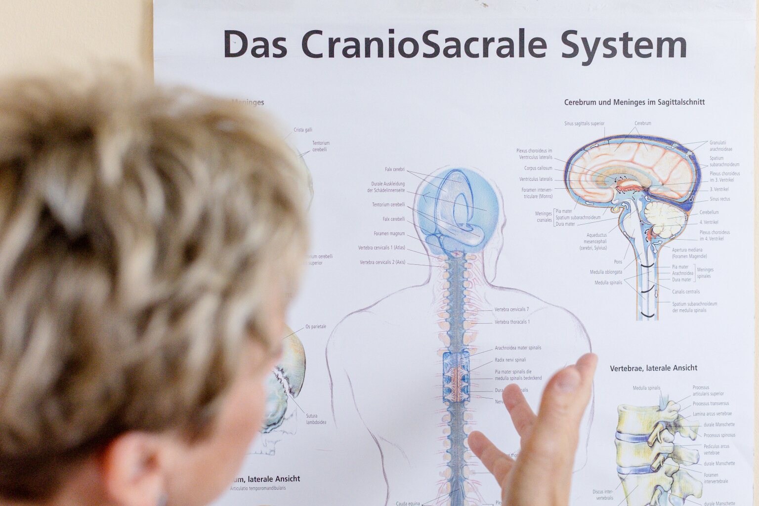 Erläuterung des craniosacralen Systems an einer anatomischen Darstellung